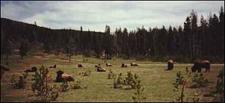 Field of Buffalo Yellowstone